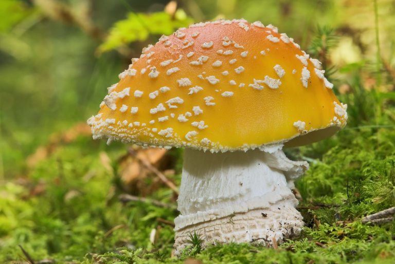 Amanite tue-mouche variété jaune-orangée avec flocons blancs