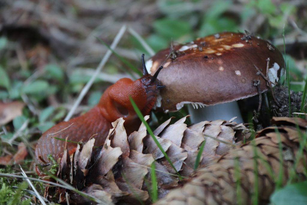 Limace en train de manger un champignon, illustrant une fausse croyance sur la comestibilité