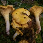 Groupe de girolles