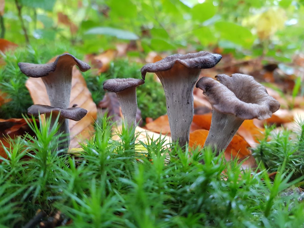 Trompettes de la mort en forme d'entonnoir noir en sous-bois
