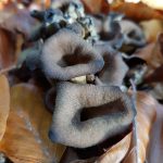 Trompette de la mort en colonie parmi les feuilles mortes