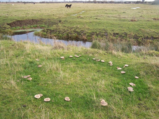 Rond de sorcière visible dans une prairie, cercle d'herbe plus verte causé par le mycélium