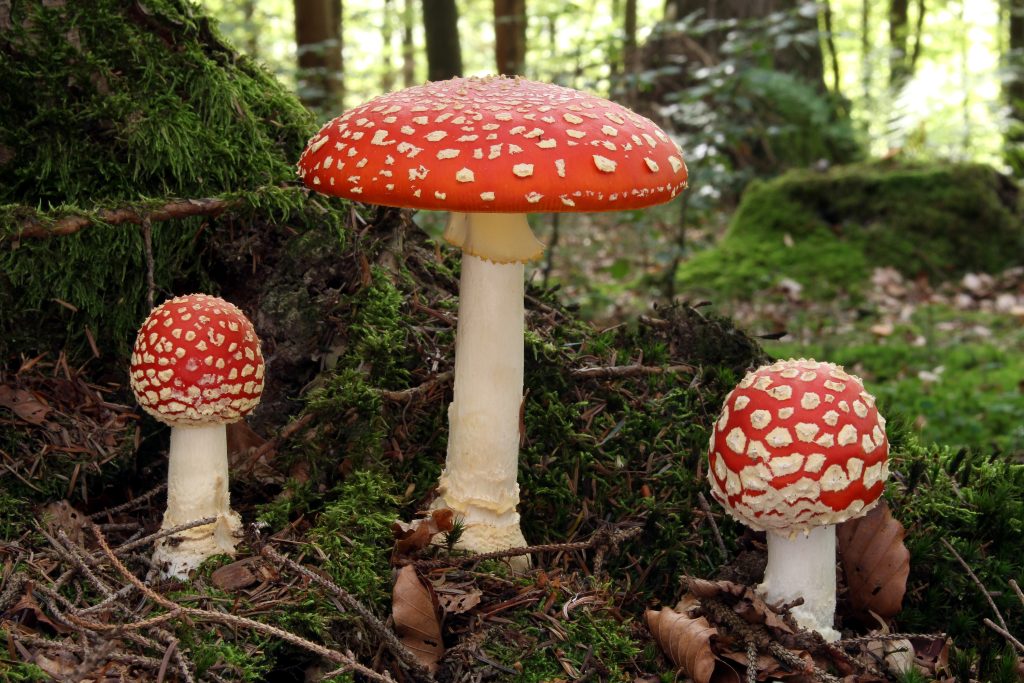 Amanite tue-mouche (Amanita muscaria) au chapeau rouge et blanc en forêt