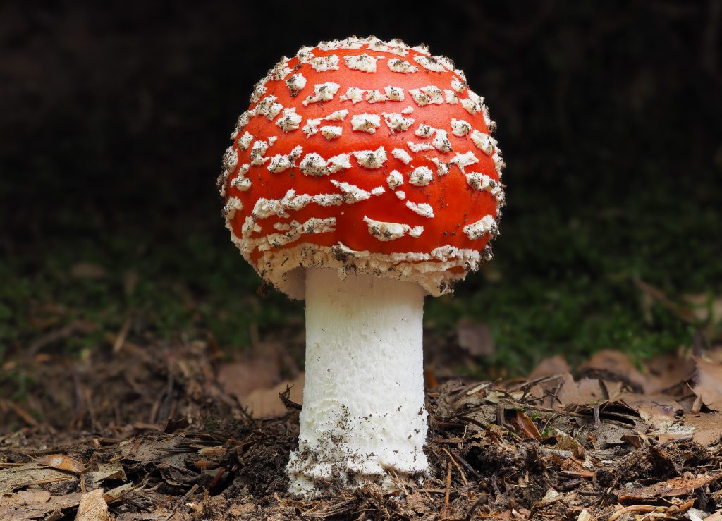 Amanite tue-mouches, chapeau rouge tacheté de blanc, associée au chamanisme sibérien