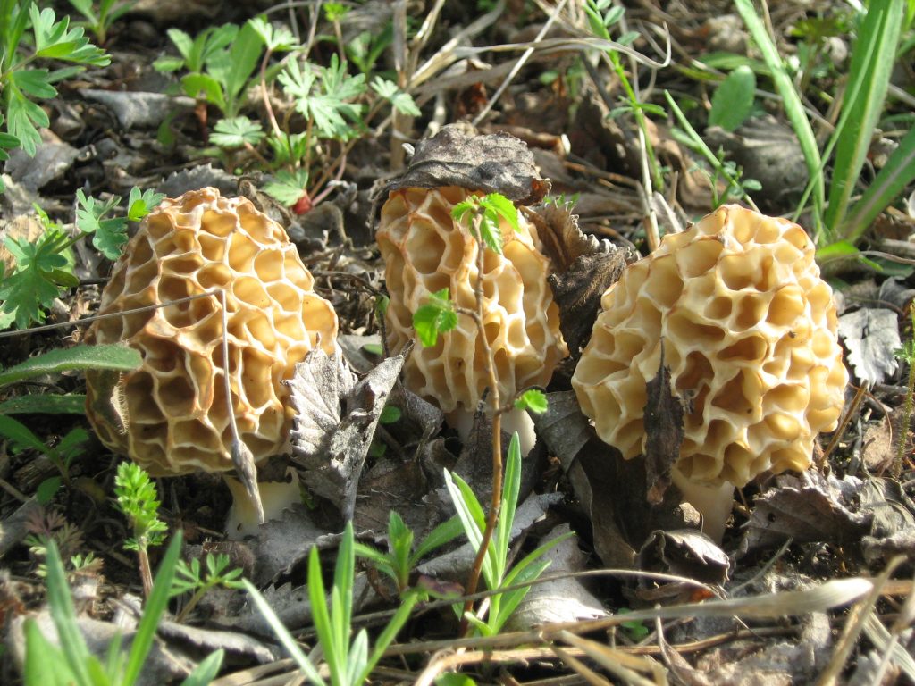 Morille blonde (Morchella esculenta) au chapeau alvéolé posé sur les feuilles mortes