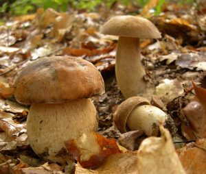 Plusieurs cèpes d'été regroupés sur la litière forestière, chapeaux bruns et pieds clairs visibles