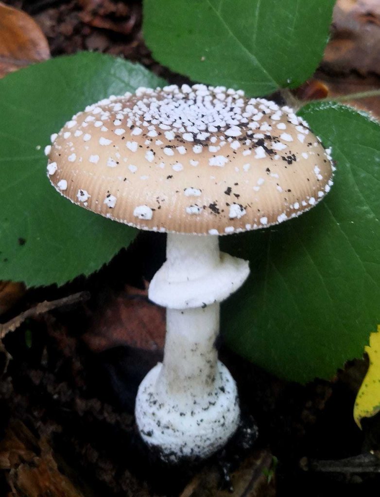 Gros plan sur le chapeau brun-beige de l'amanite panthère, couvert de verrues blanches irrégulières