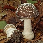 Amanite panthère adulte avec un jeune sujet à proximité, chapeau brun couvert de verrues blanches