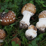 Plusieurs amanites panthères regroupées, montrant le pied blanc et la base bulbeuse caractéristique