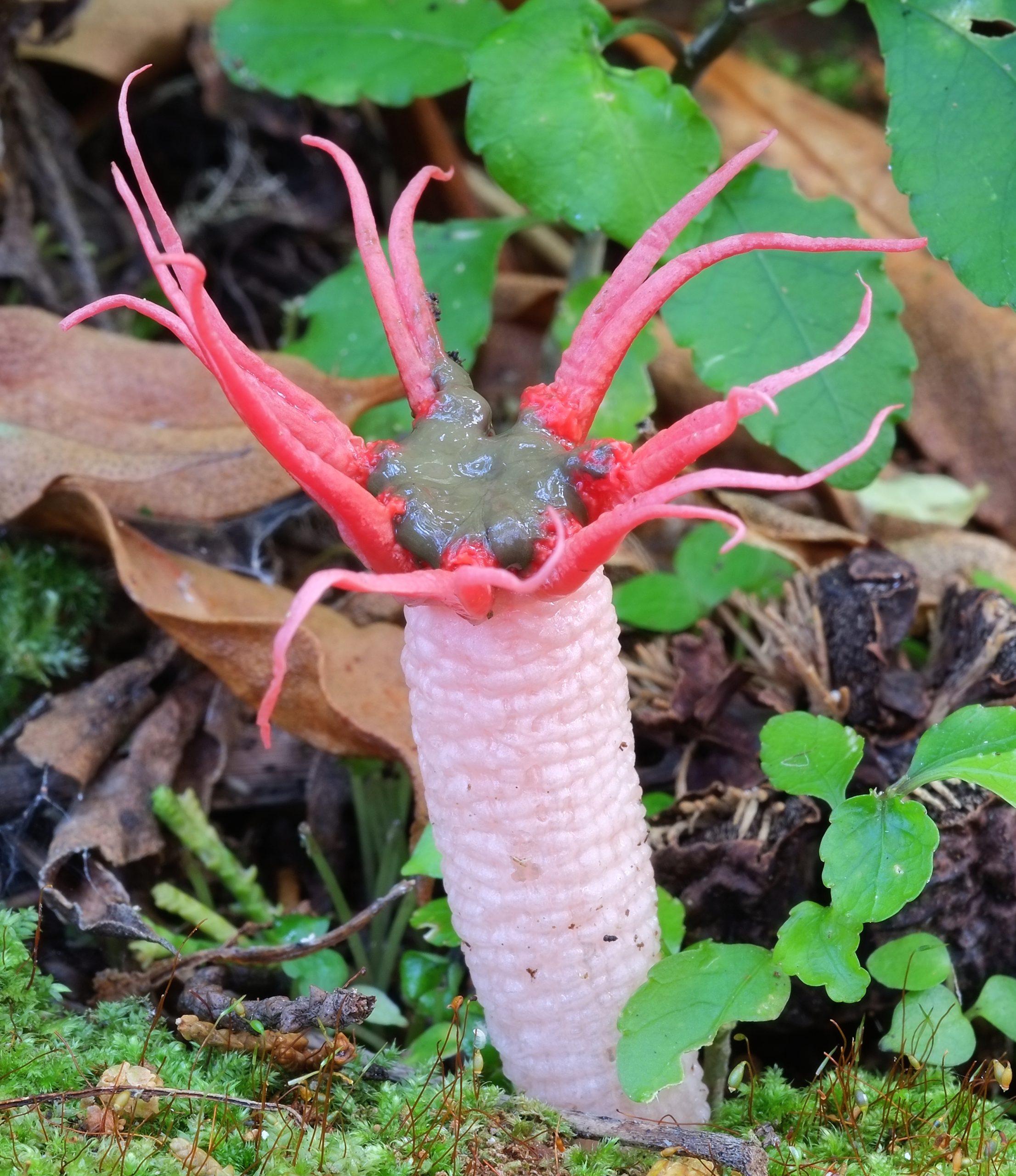 Aseroe rubra, champignon-anémone aux tentacules rose vif déployés