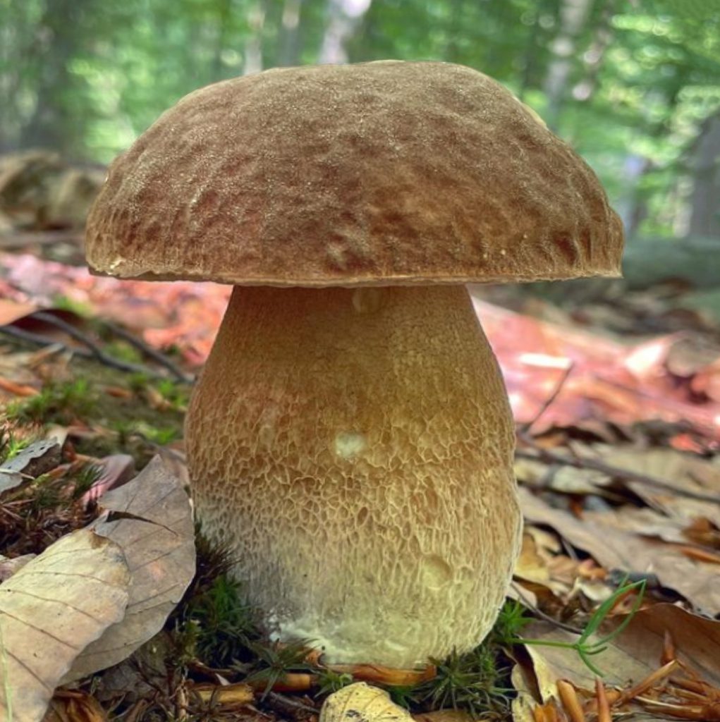 Cèpe d'été isolé montrant le chapeau brun velouté et le pied orné d'un réseau blanchâtre