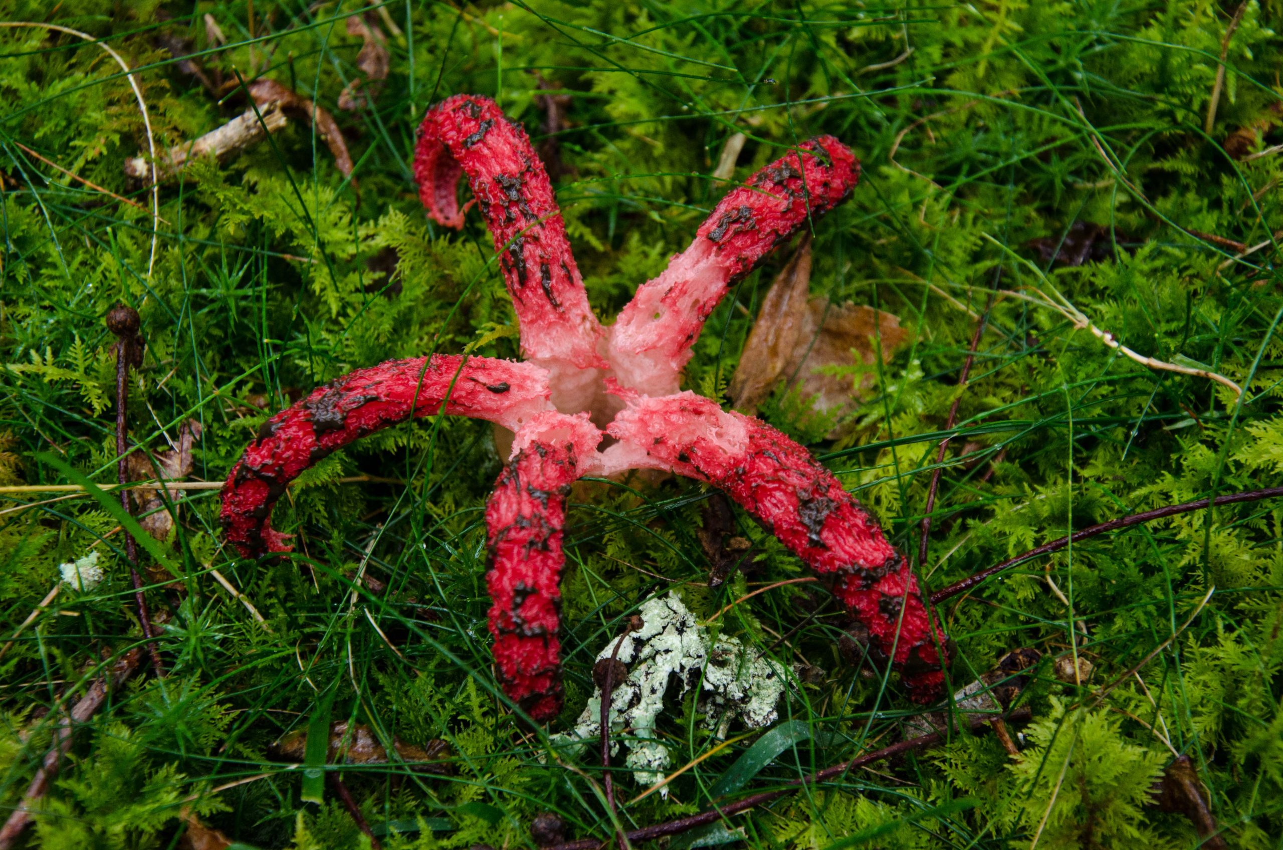 Clathrus archeri, Anthurus d'Archer déployé en étoile à cinq branches rouges