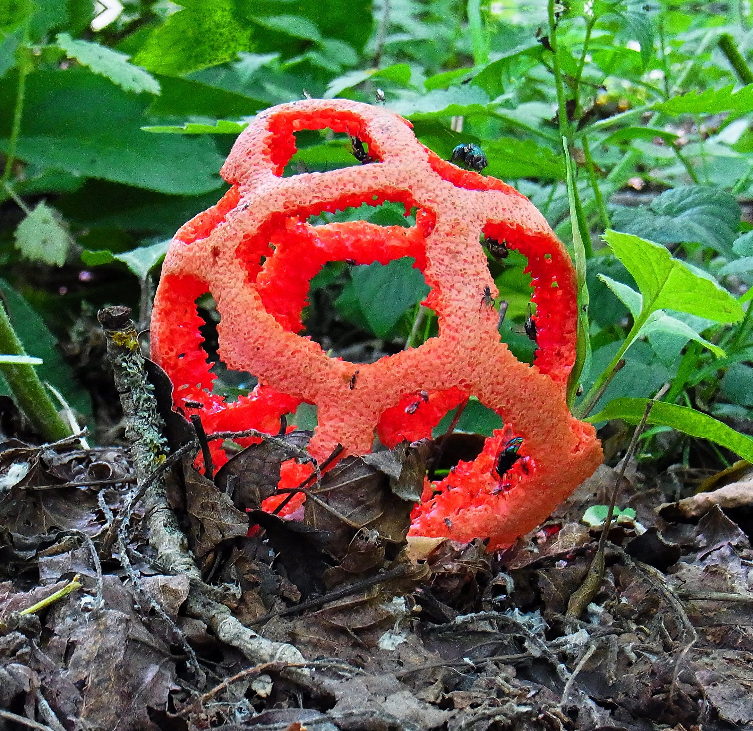 Clathrus ruber, ou clathre rouge, structure en forme de cage rouge vif sur le sol forestier
