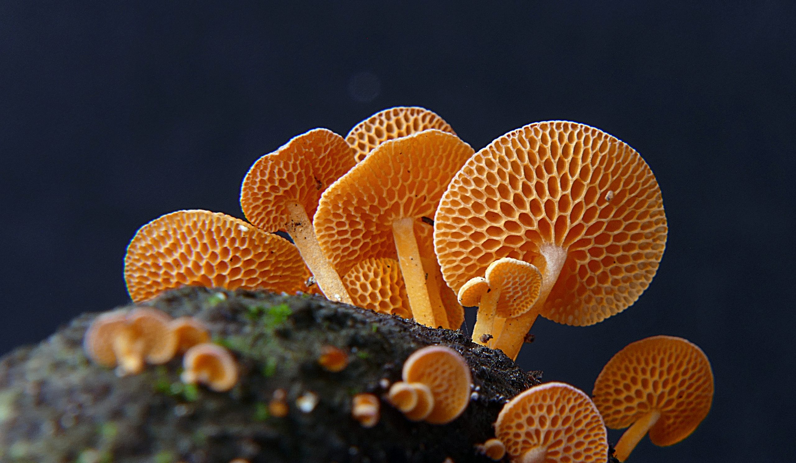 Favolaschia calocera, groupe de petits chapeaux orange à surface alvéolée en nid d'abeille