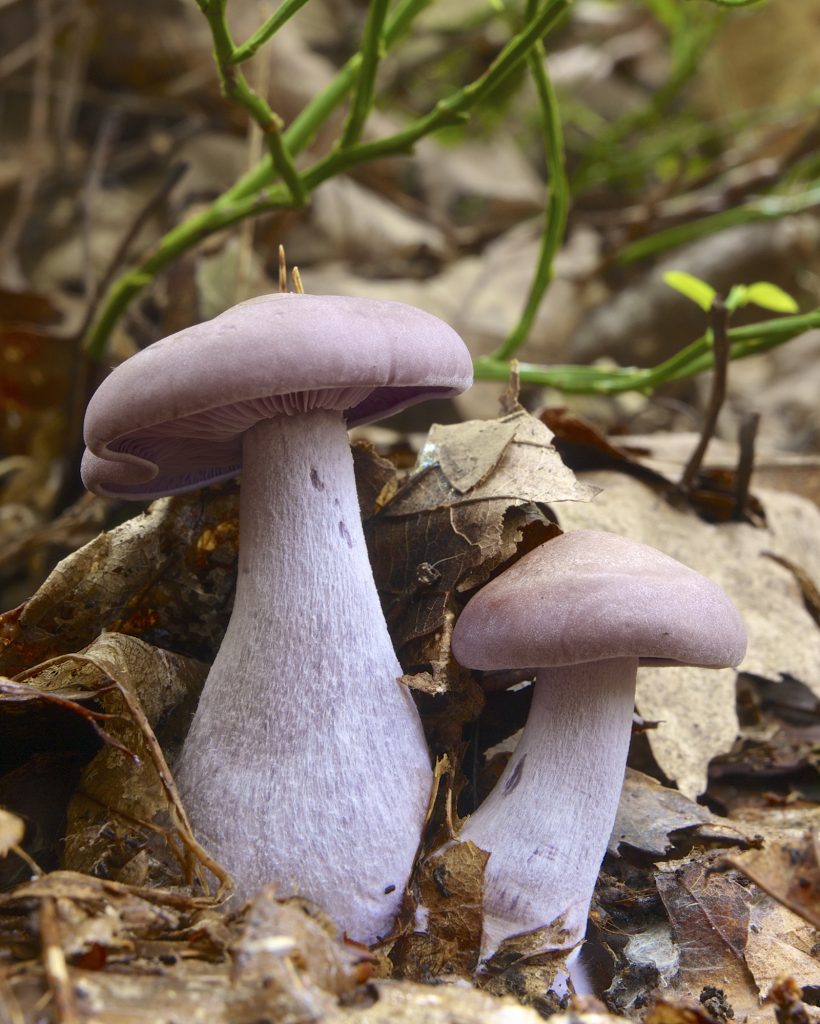 pied bleu