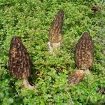 morille en milieu naturel
