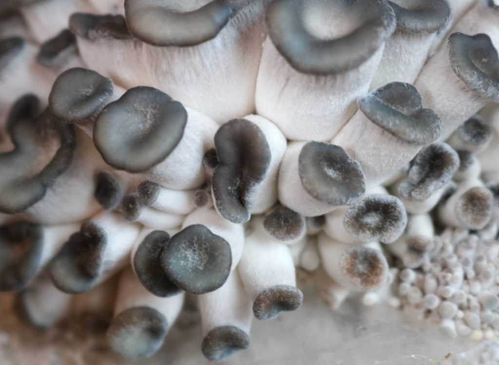 Grappe de pleurotes gris cultivés, chapeaux serrés les uns contre les autres