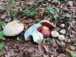 Bolet de Satan retourné, exposant ses pores rouge sang caractéristiques sous le chapeau