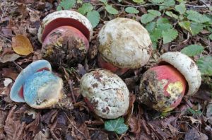 Plusieurs Bolets de Satan regroupés, montrant la variabilité de coloration du chapeau et du pied