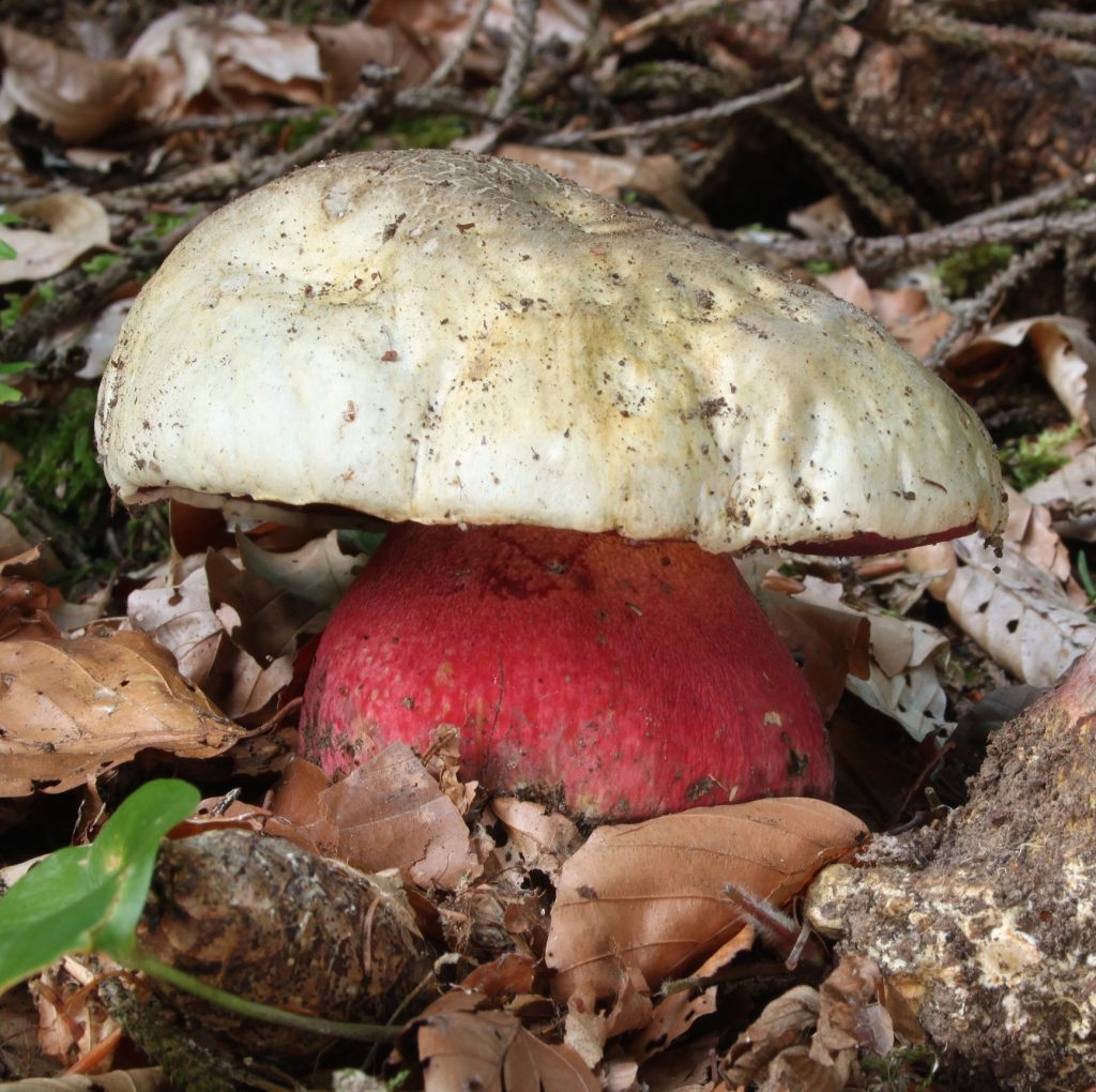 ue de dessus du Bolet de Satan montrant le chapeau blanchâtre massif et le pied rouge vif visible en dessous