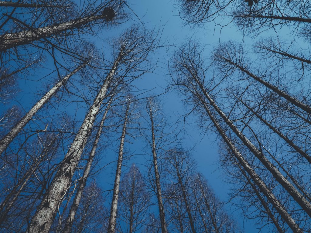 cime d'arbres vues d'en bas