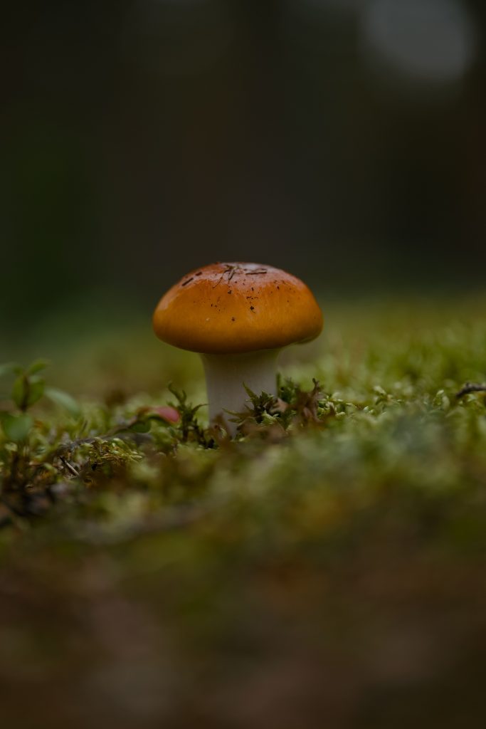 un champignon dans un bois