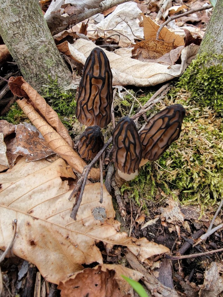Morilles élevées au chapeau conique et alvéoles sombres, poussant dans la litière de feuilles