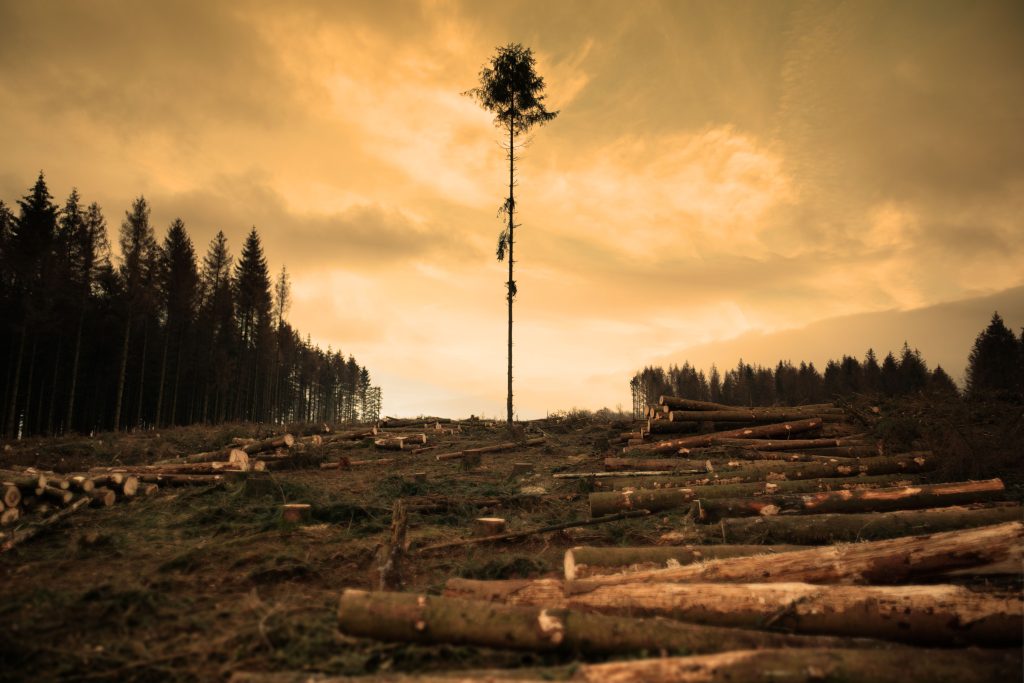 arbre seul au mileu de la deforestation