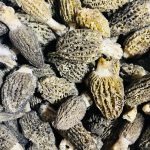 récolte de morilles